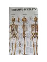 Scheletul Uman - ACC | Editura Callisto